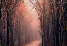 土媒：拜仁有意引进费内巴切岁中后卫阿克奇切克.